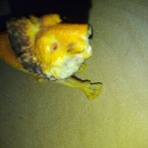 Lion figurine vintage toy online for kids collection of Lions Toys unmarked. Red